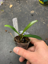 Load image into Gallery viewer, Bulbophyllum virescens “Red”