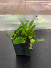 Load image into Gallery viewer, Bulbophyllum maquilingense