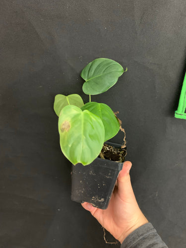 Philodendron aff. gardeniodorum