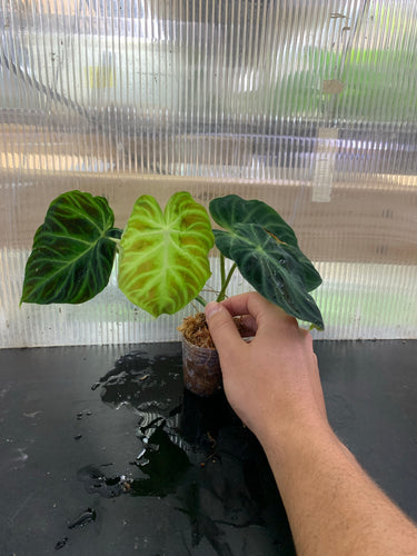 Philodendron verrucosum - Ecuadorian form