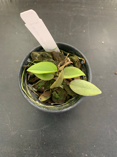 Pleurothallis prolifera