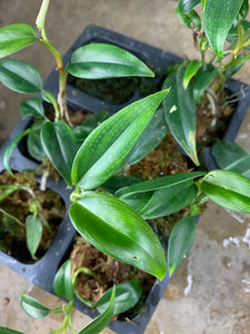 Philodendron aff. pierrelianum