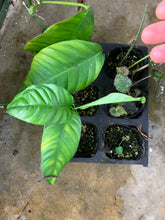 Load image into Gallery viewer, Philodendron cf. inaequilaterum