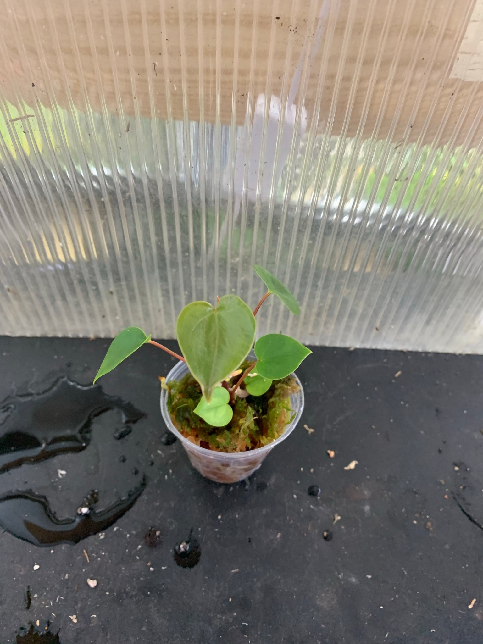 anthurium decipiens for sale Anthurium decipiens