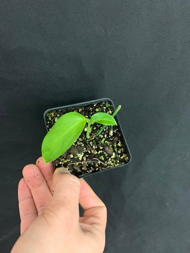 Monstera obliqua Bolivia