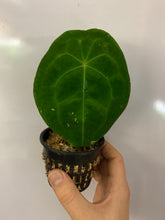 Load image into Gallery viewer, Anthurium forgetii