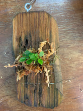 Load image into Gallery viewer, Lepanthes telipogoniflora