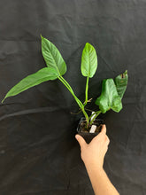 Load image into Gallery viewer, Philodendron subhastatum