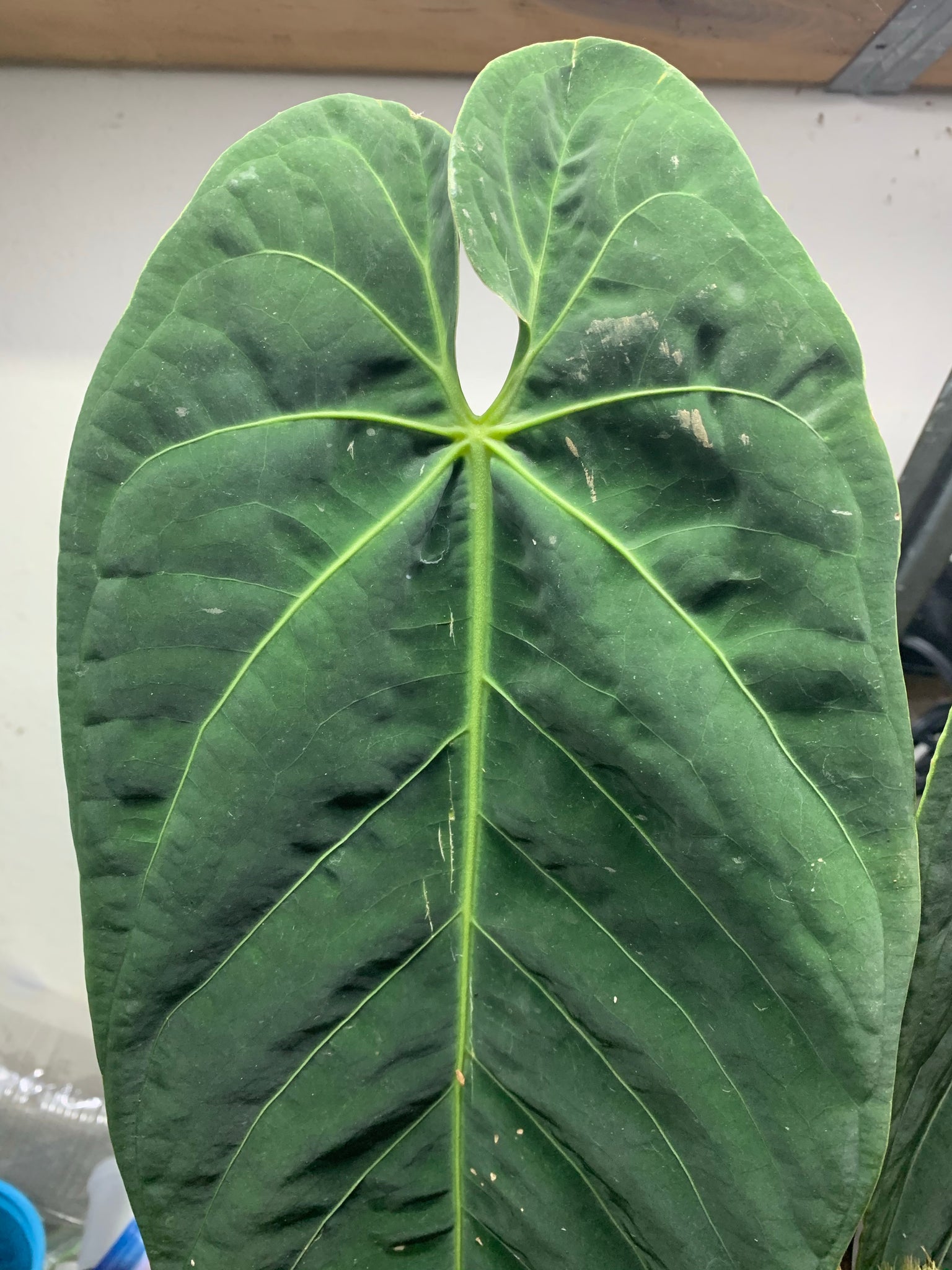 anthurium metallicum for sale Anthurium metallicum – Equatorial Ecosystems