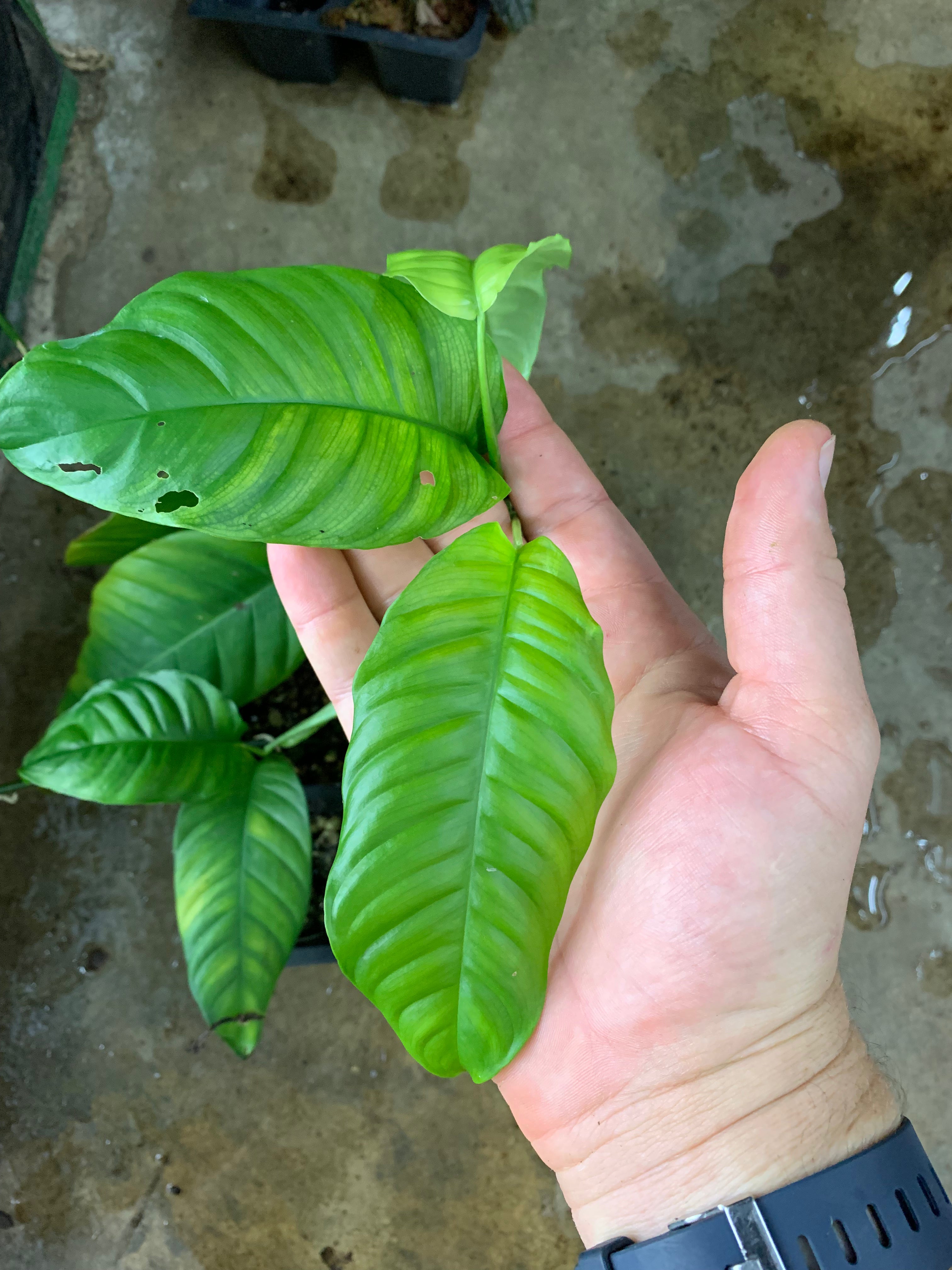 philodendron inaequilaterum Philodendron cf. inaequilaterum