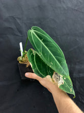 Load image into Gallery viewer, Anthurium warocqueanum “Narrow Form”