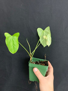 Philodendron aff. oxapampense