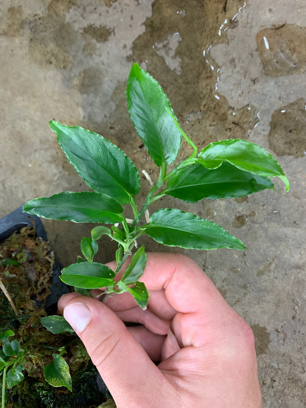 philodendron pteromischum Philodendron sp. Costa Rica – Equatorial Ecosystems