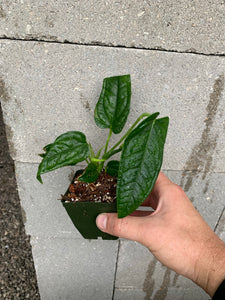 anthurium lappoanum Anthurium lappoanum – Equatorial Ecosystems
