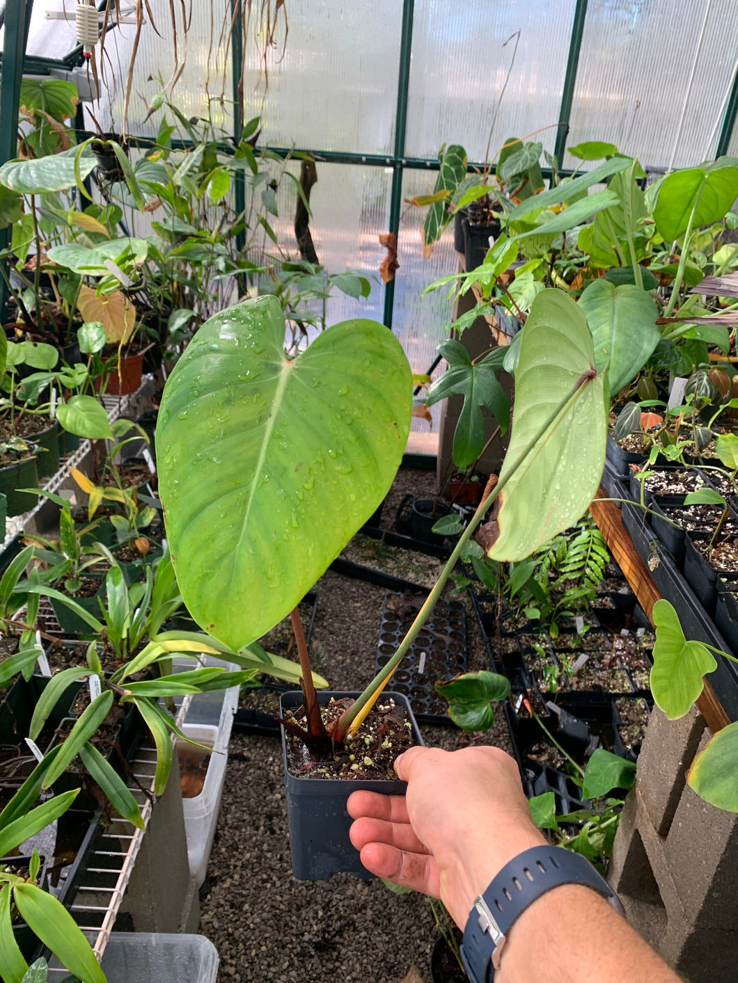 philodendron lynamii for sale Philodendron lynamii – Equatorial Ecosystems