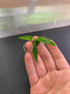 Philodendron chinchamayense
