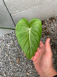 Philodendron McDowell