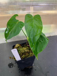 Philodendron aff tenue
