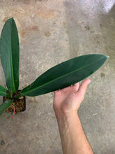 Load image into Gallery viewer, Philodendron ruizii