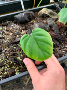 Philodendron lynamii - Small plants from stem cuttings