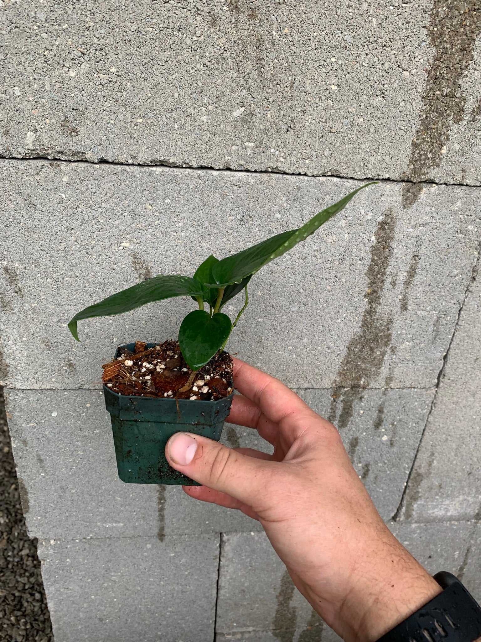 anthurium seleri Anthurium seleri – Equatorial Ecosystems