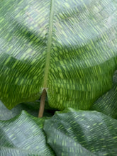 Load image into Gallery viewer, Calathea musaica