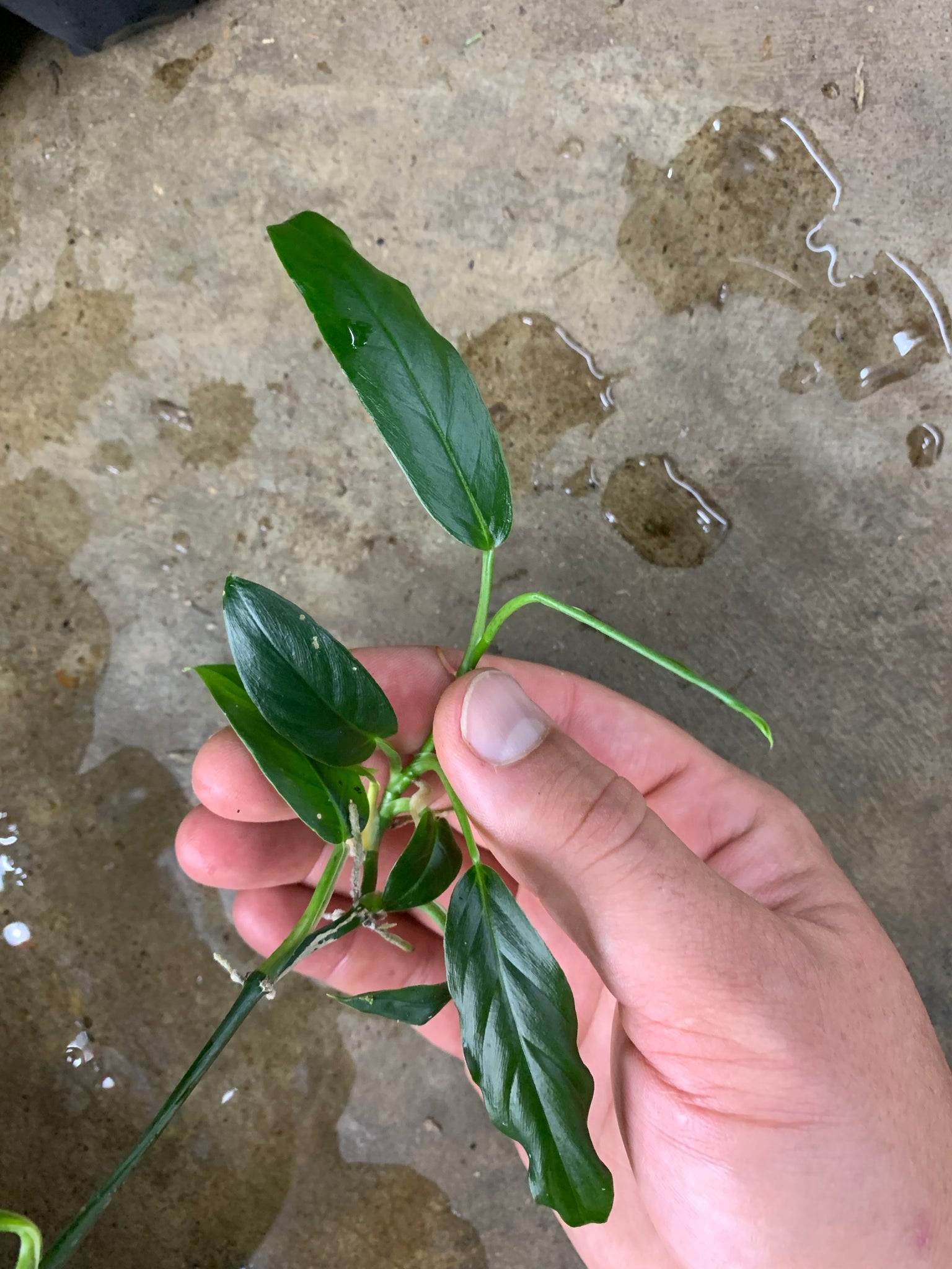 philodendron lance leaf Philodendron sp. Central America “Lance Leaf”