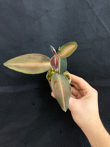 Labisia 