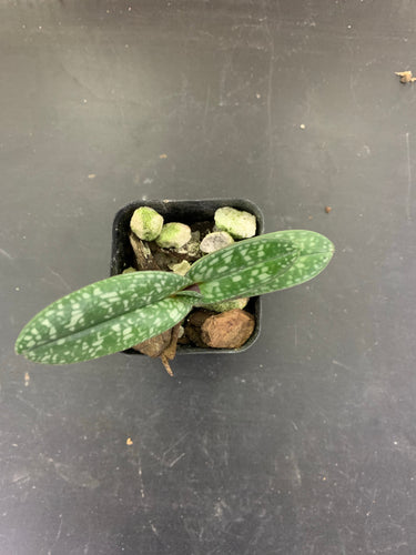 Paphiopedilum godefroyae