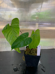 Philodendron aff tenue