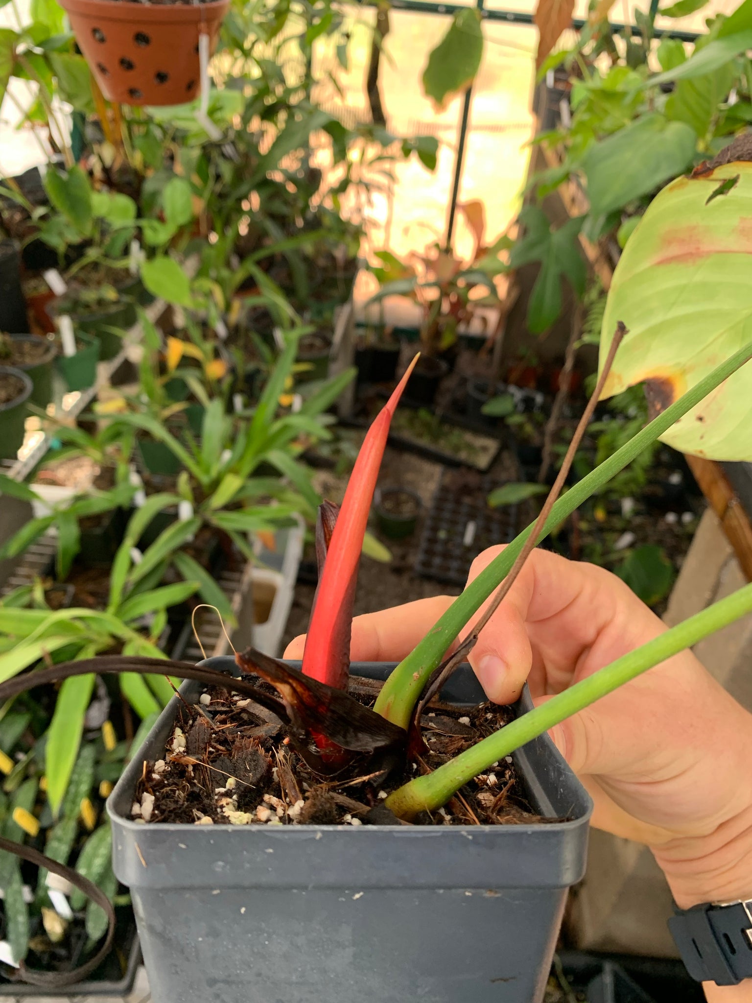 philodendron lynamii mature Philodendron lynamii – Equatorial Ecosystems