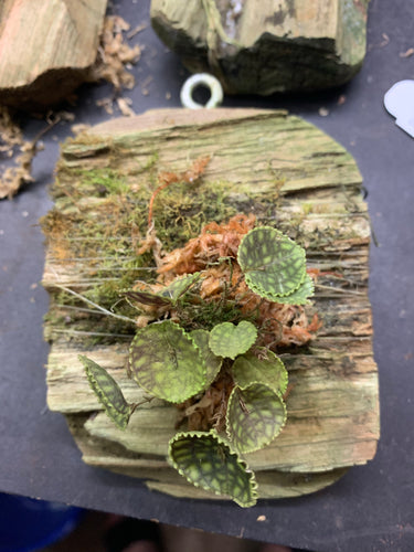 Lepanthes calodictyon