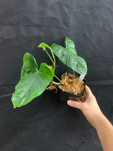 Philodendron sp. aff. tenue