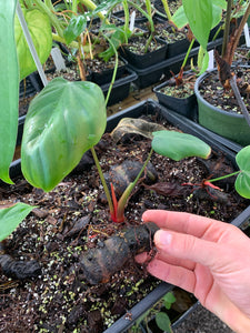 Philodendron lynamii - Small plants from stem cuttings