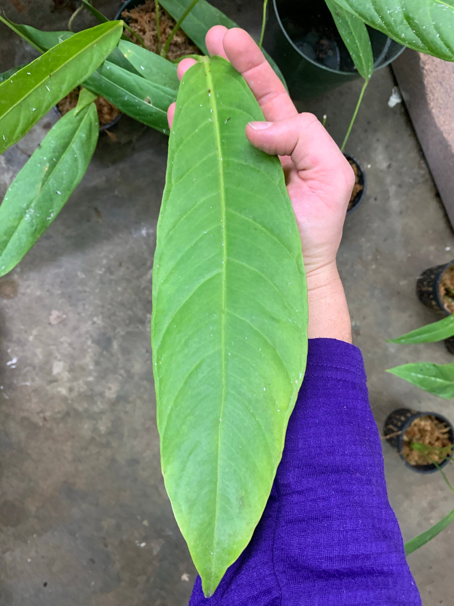 anthurium pseudospectabile for sale Anthurium psuedospectabile – Equatorial Ecosystems