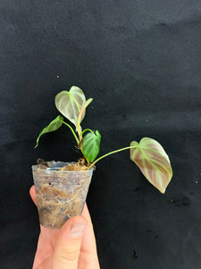 Phiodendron verrucosum Ecuadorian Locale - small form
