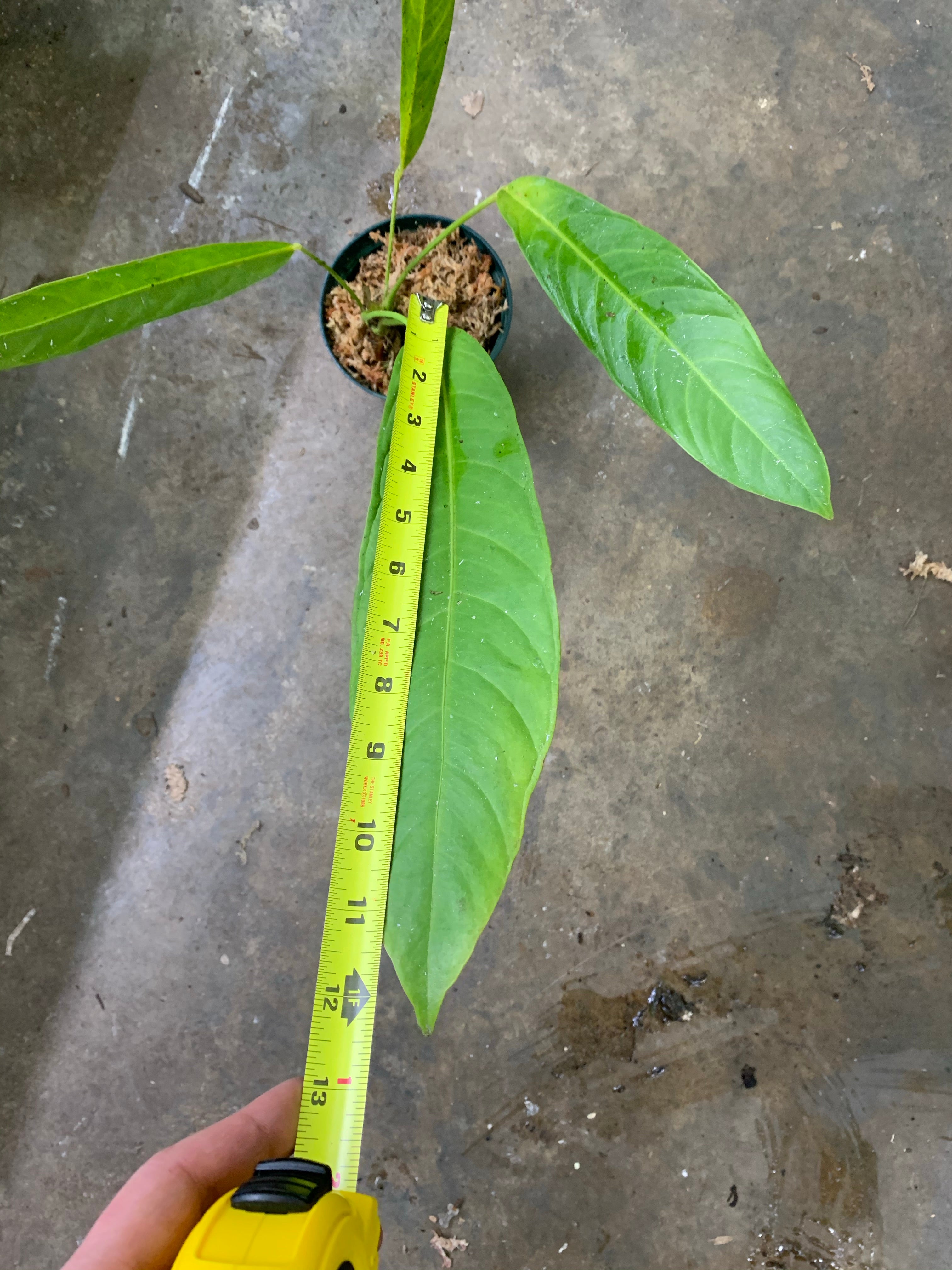 anthurium pseudospectabile for sale Anthurium psuedospectabile – Equatorial Ecosystems
