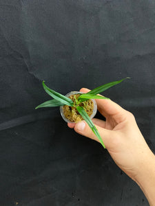 philodendron chinchamayense Philodendron chinchamayense – Equatorial Ecosystems