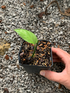 Monstera obliqua Bolivian