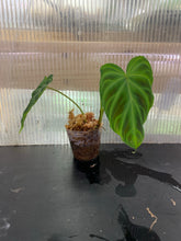 Load image into Gallery viewer, Philodendron verrucosum - Peruvian form