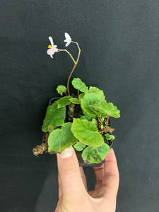 Begonia luzhaiensis