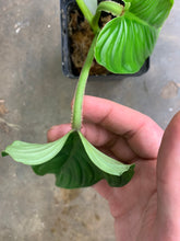 Load image into Gallery viewer, Philodendron “plowmanii”