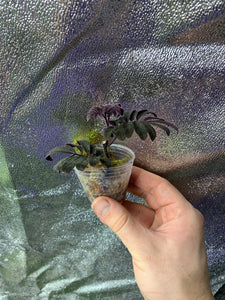 Solanum aff. uleanum