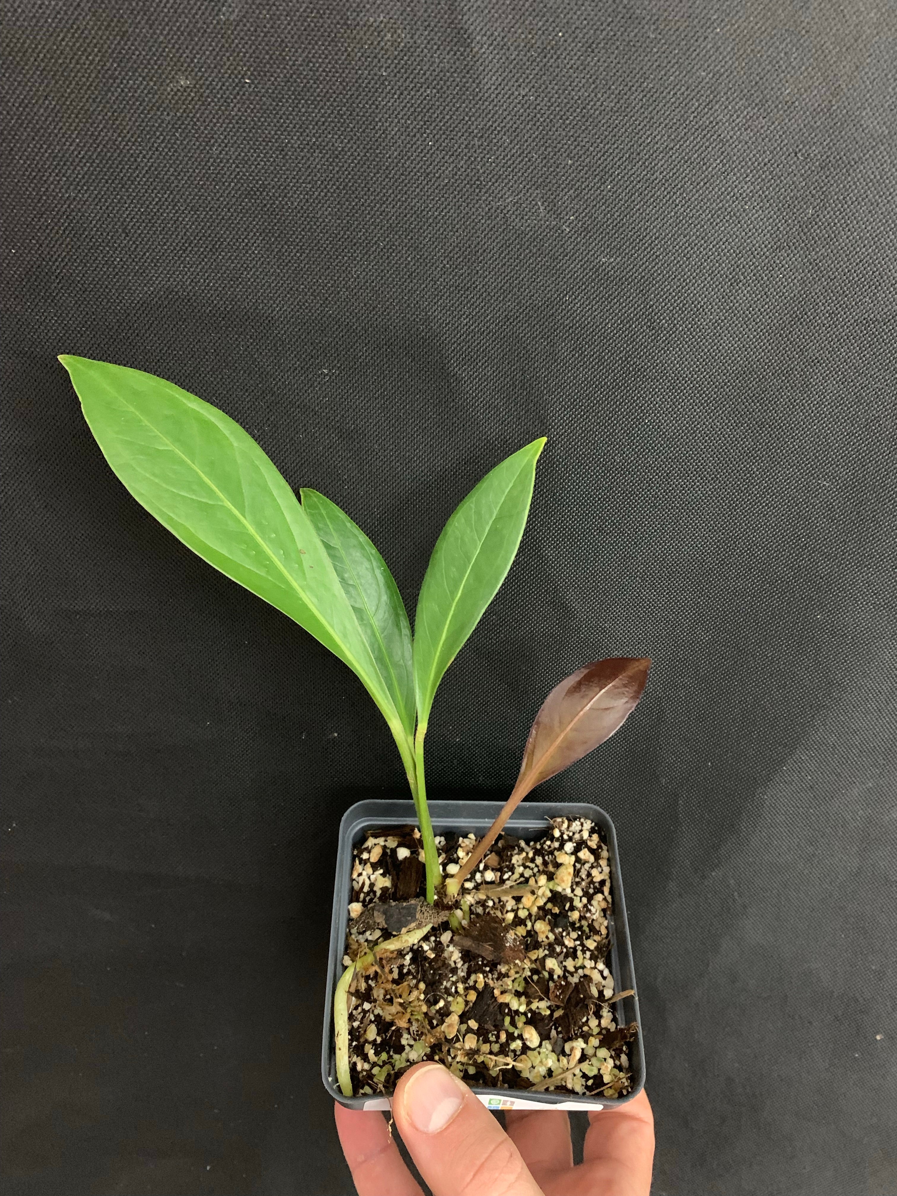 Anthurium bonplandii subsp guayanum – Equatorial Ecosystems