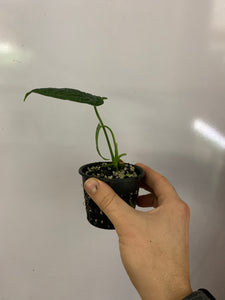 Anthurium lappoanum