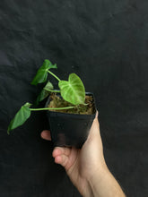 Load image into Gallery viewer, Philodendron verrucosum - Ecuadorian form