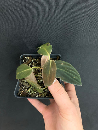 Philodendron gigas
