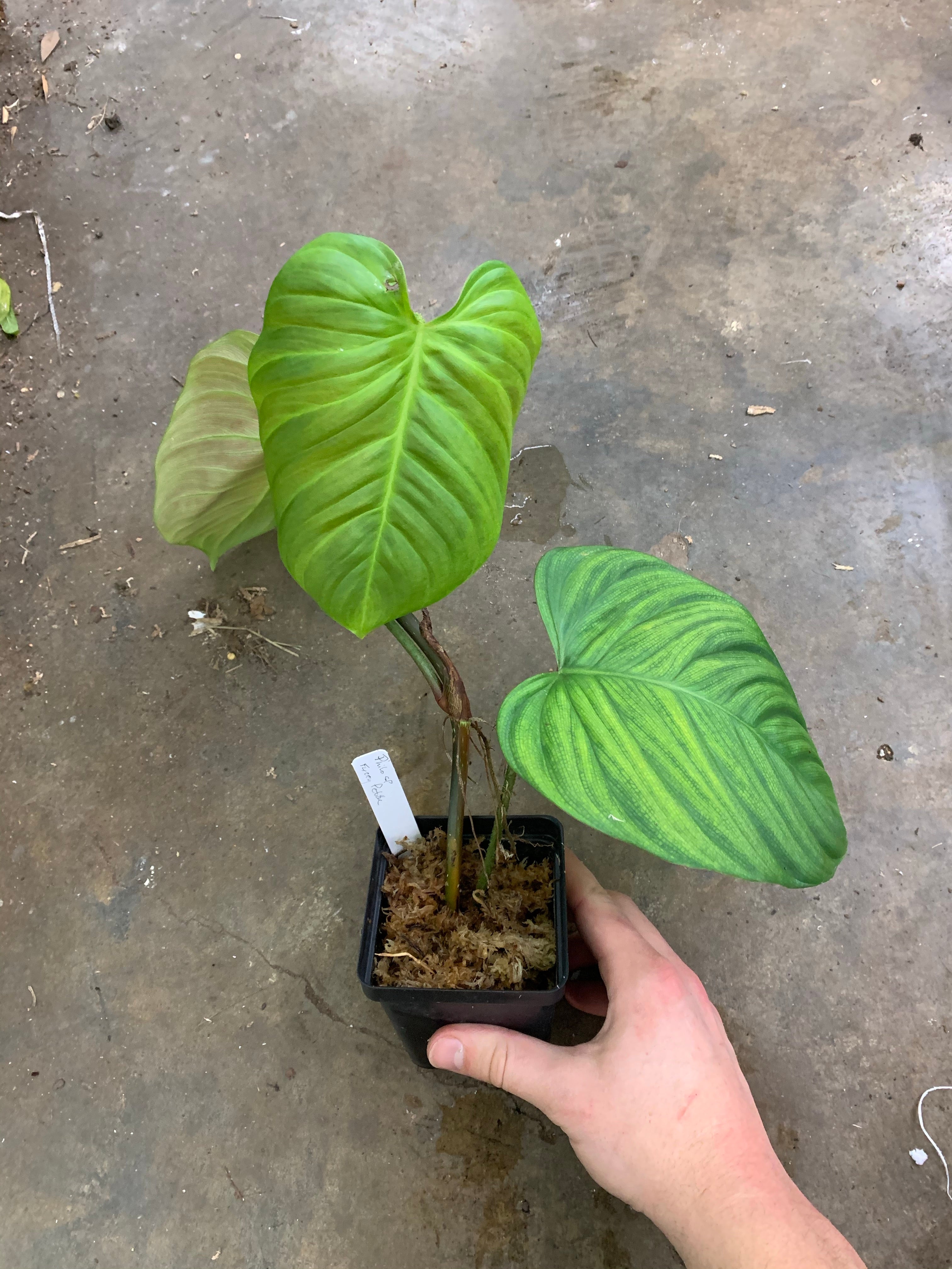 Philodendron sp. Fuzzy Petiole – Equatorial Ecosystems