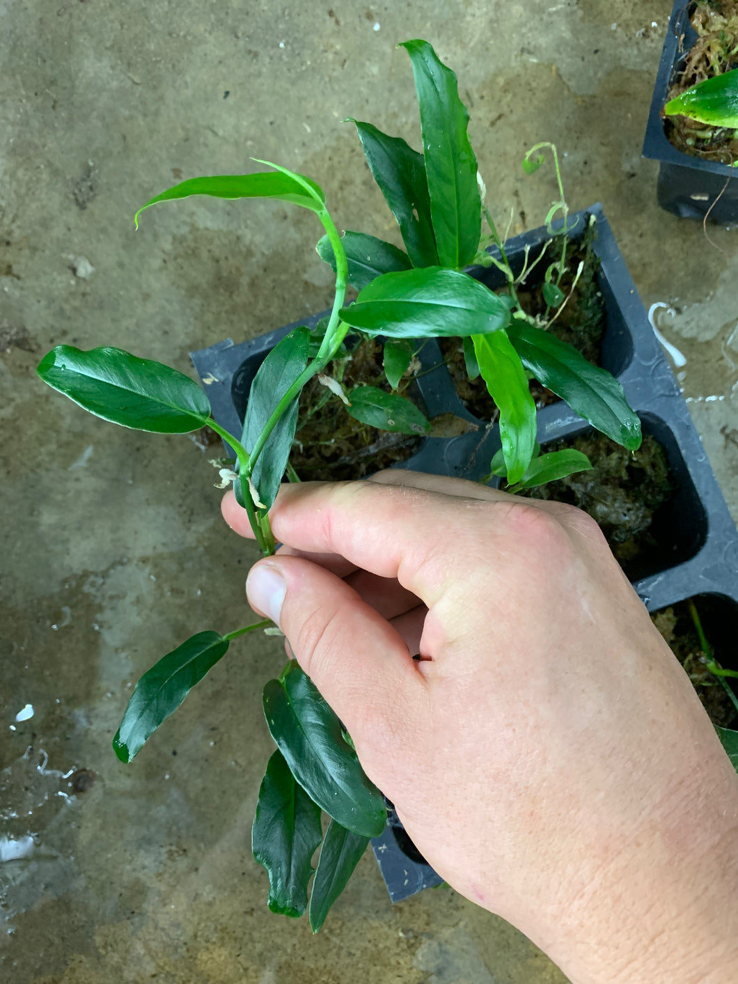 philodendron lance leaf Philodendron sp. Central America “Lance Leaf”