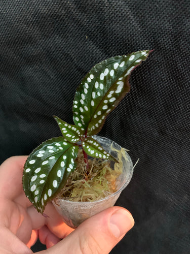 Sonerila sp.